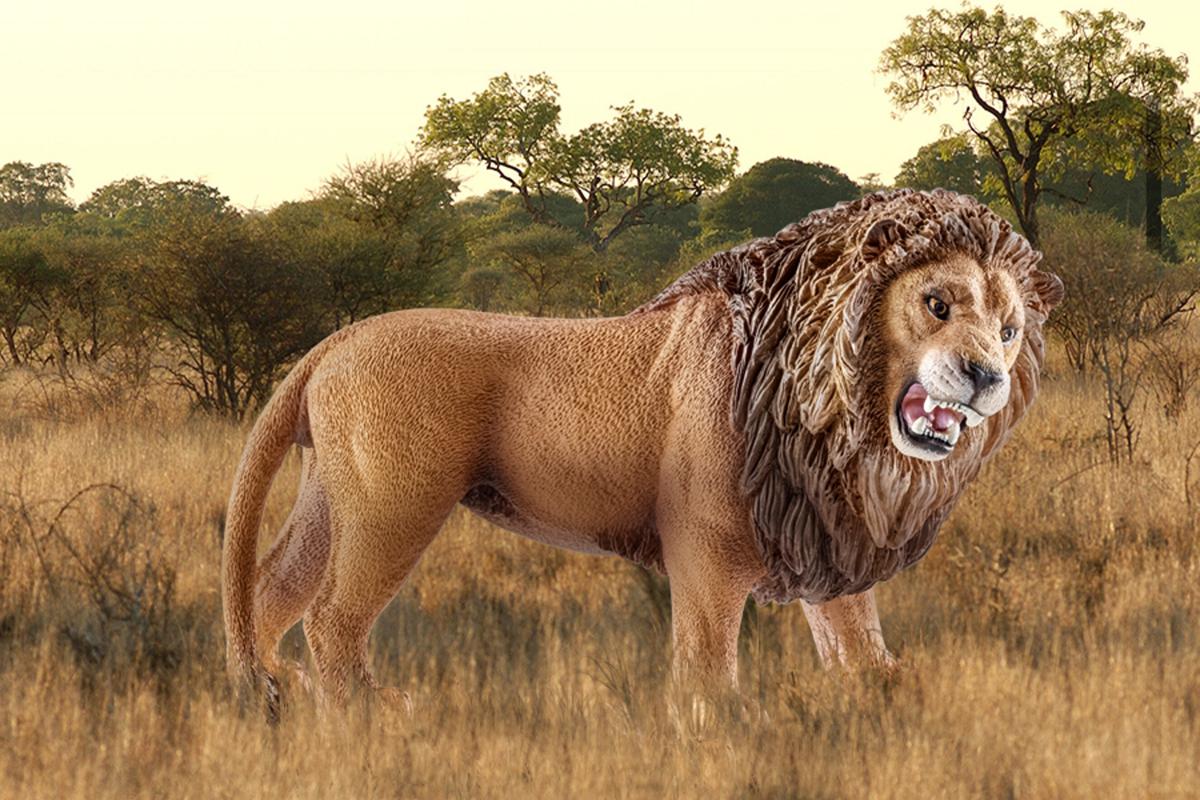 Roaring African Lion Figurine Realistic Wild Animal Toy Collectible Detailed Schleich