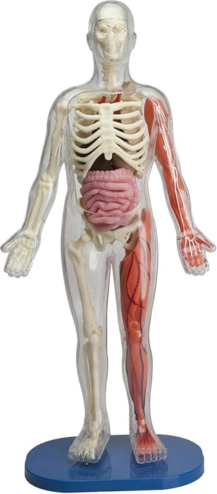 Squishy Human Body