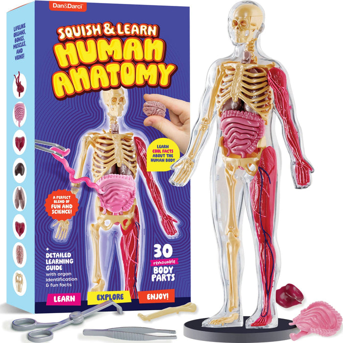 Squishy Human Anatomy Squishy Body Model