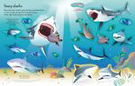 https://usborne.com/media/catalog/product/cache/87bce1deda3628490296cb7034dbc92b/9/7/9781805074809_spread_image_2_.jpg