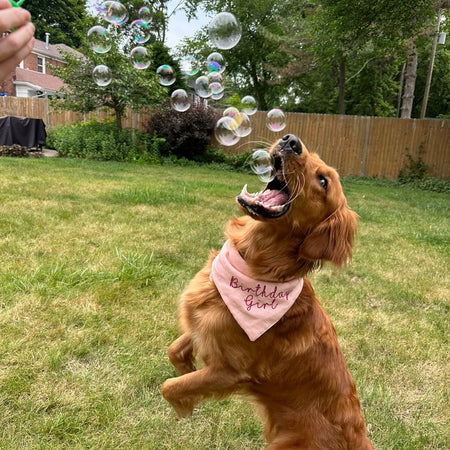 Dogs Bubblelick Peanut