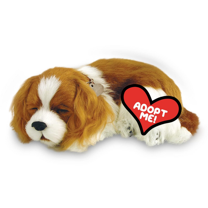 Cavalier King Charles Perfect Petzzz