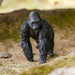 https://cdn.shopify.com/s/files/1/0761/9818/3222/files/Schleich_Lifestyle_MaleGorilla_14770_0045_1200x1200_3134e62e-e324-4cd3-be03-3c53d410e8be.jpg?v=1695906965