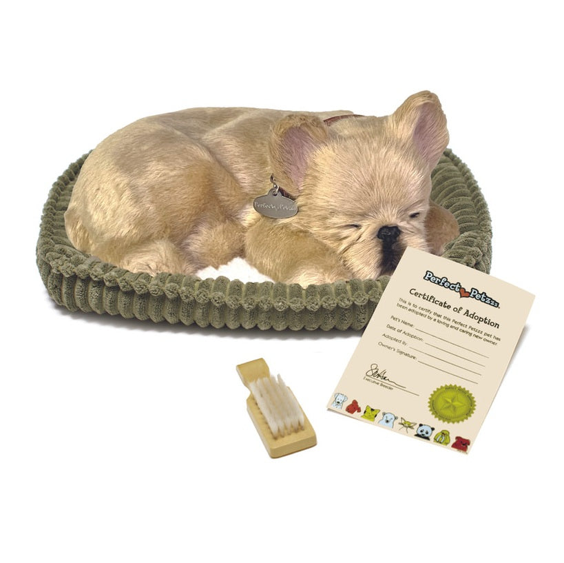 French Bulldog Petzzz