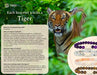 Fahlo The Prowl Bracelet Tiger Siam Stone