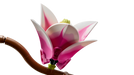https://www.lego.com/cdn/cs/set/assets/blta51f2171e04e8a50/bltf1012114bd36e2ac-11510_WEB_SEC03_NOBG.png