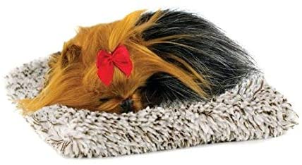 Mini Yorkie