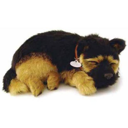 German Shephard