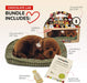 Chocolate Lab