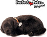 Black Lab
