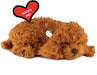 Toy Poodle