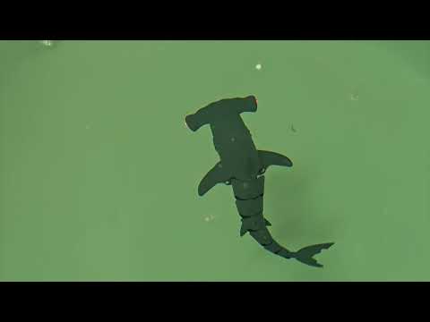 Remote Control Hammerhead Shark