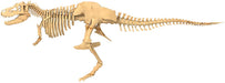 Giant Dinosaur Skeleton