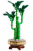 Lucky Bamboo