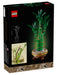 Lucky Bamboo