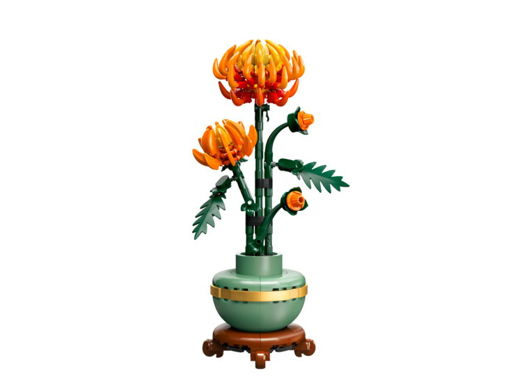 Chrysanthemum Flower